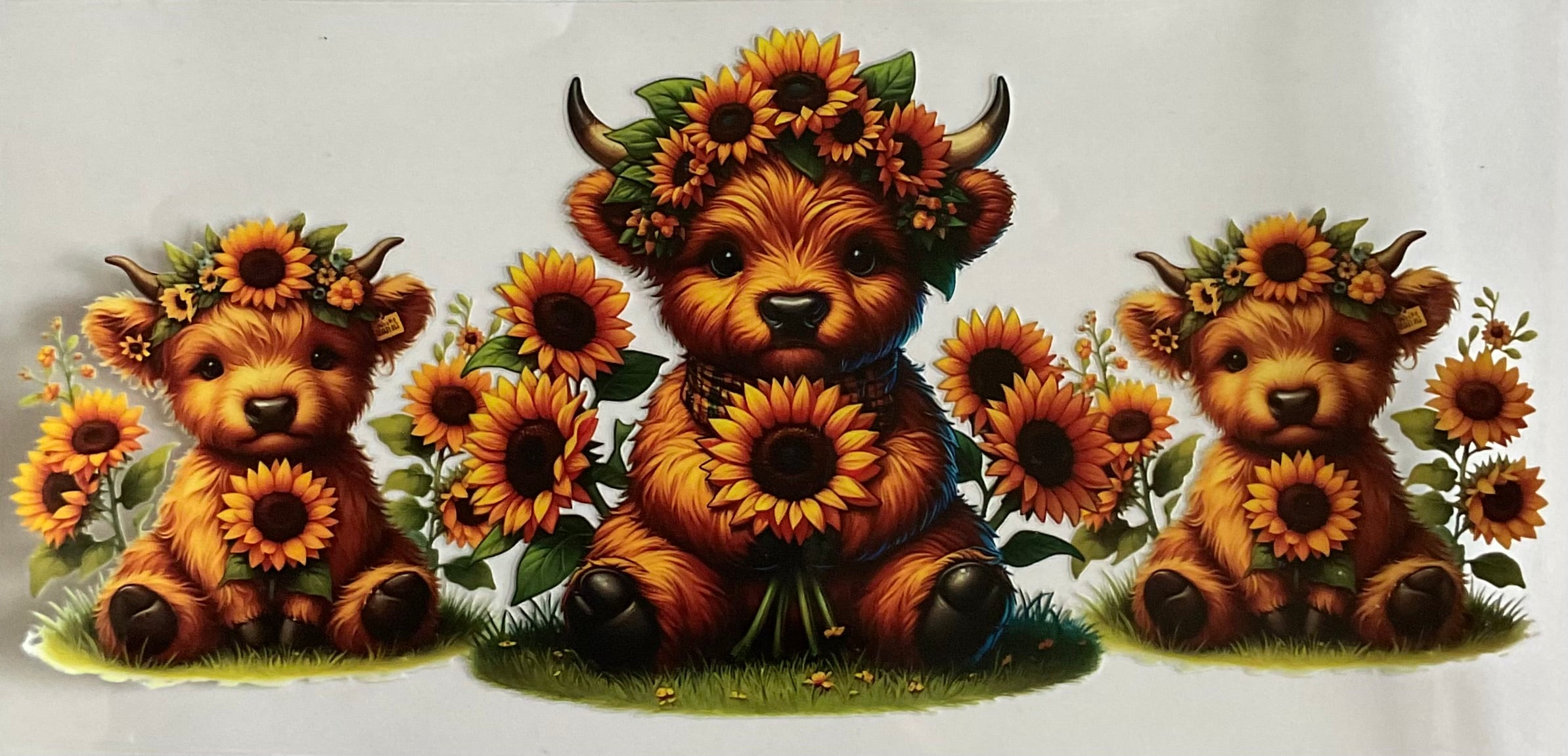 Highland cows and sunflowers