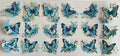 Butterflies and flowers