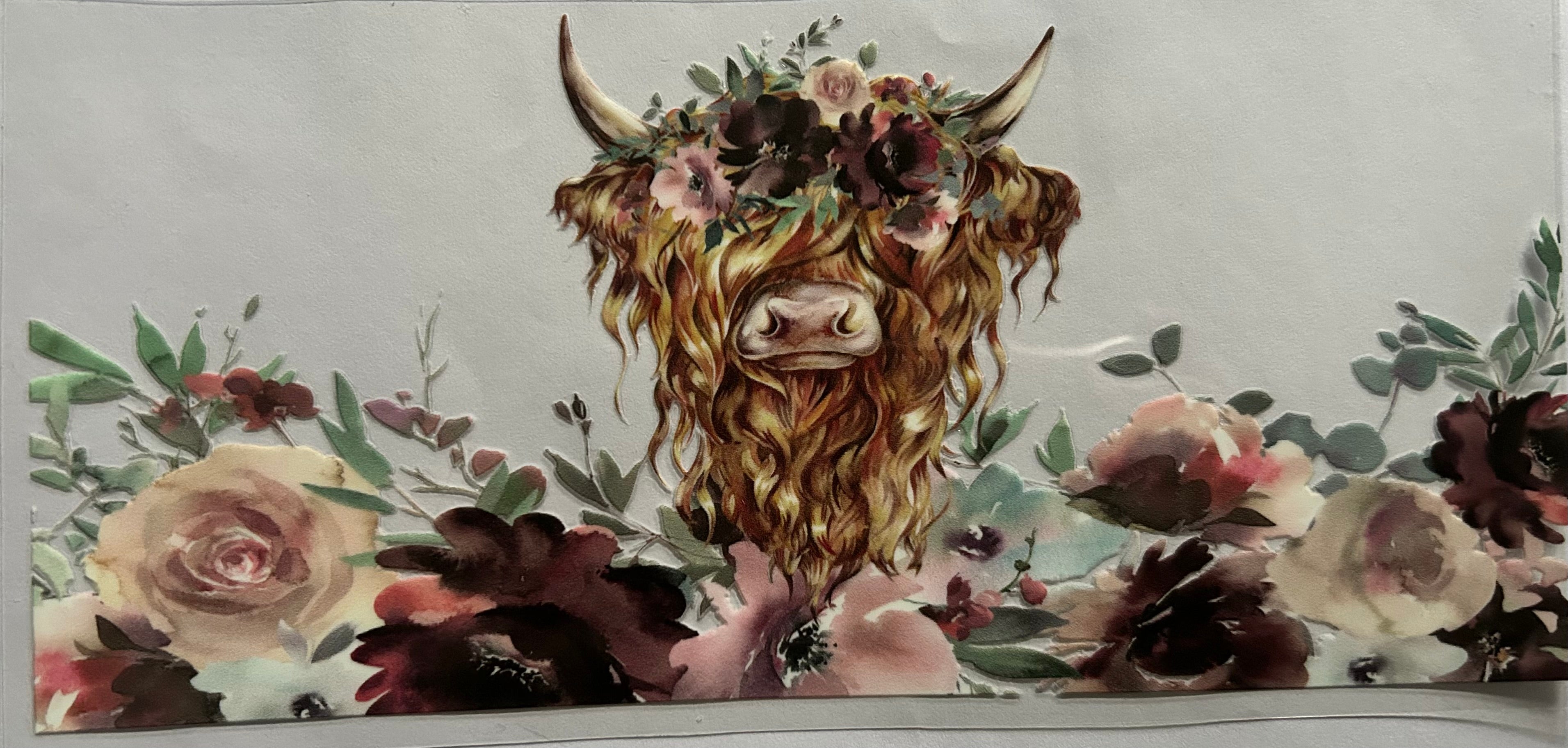 Highland cow