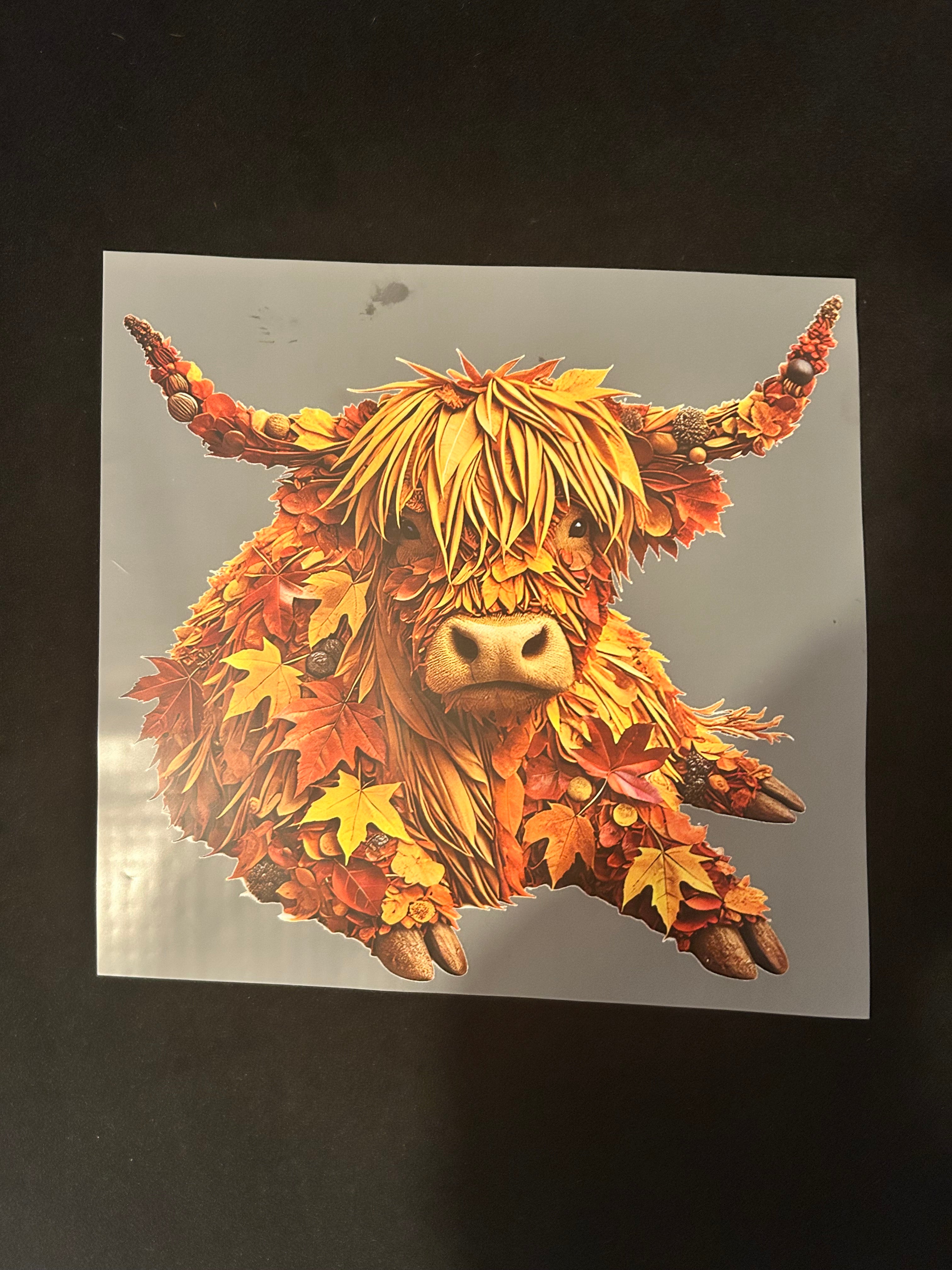 Highland cow